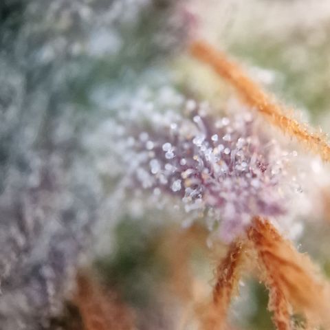 Amnesia haze auto  growlog timeline photo
