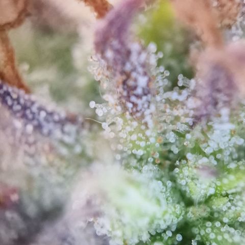 Cookies gelato growlog timeline photo