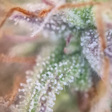 Purple punch  growlog timeline photo