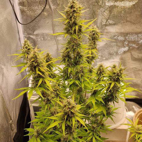 Amnesia haze auto  growlog timeline photo