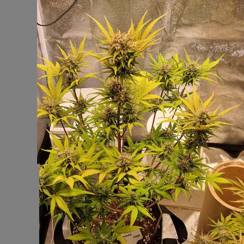 Amnesia haze auto  growlog timeline photo