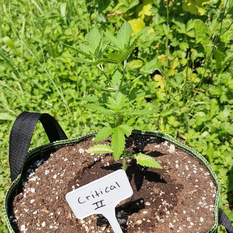 Critical Mass growlog photo: 9 tage nach topping 