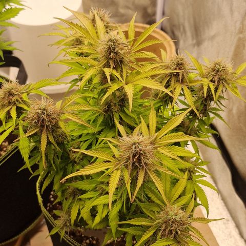 Purple punch  growlog timeline photo