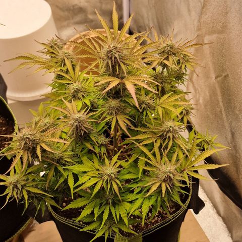 Cookies gelato growlog timeline photo