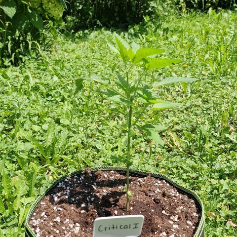 Critical Mass growlog photo: 9 tage nach topping 