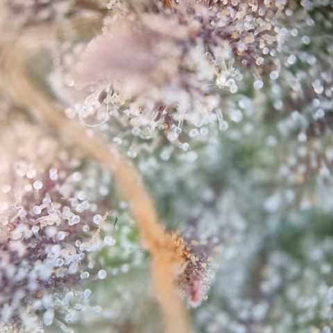 Amnesia haze auto  growlog photo: 1