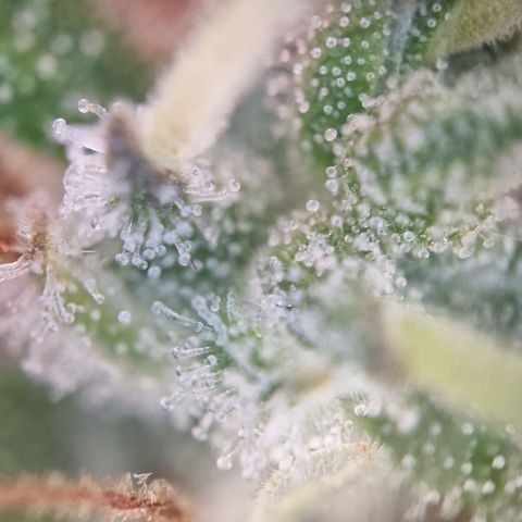 Amnesia haze auto  growlog photo: 2