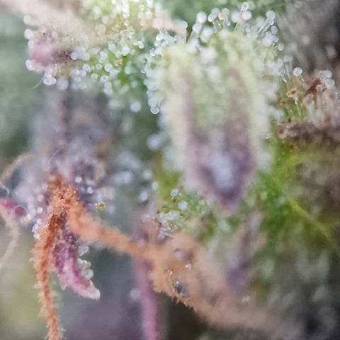 Cookies gelato growlog timeline photo