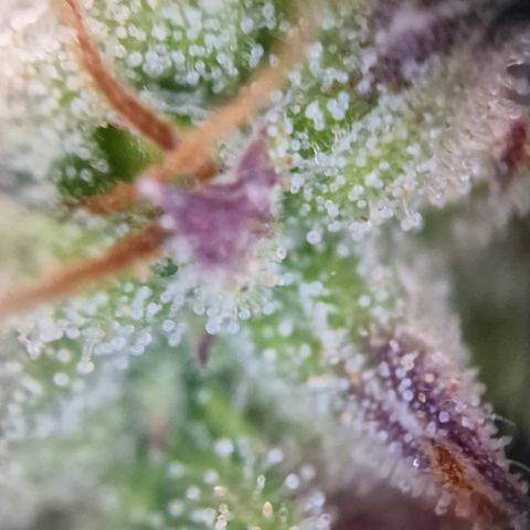 Cookies gelato growlog timeline photo