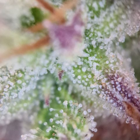Cookies gelato growlog timeline photo