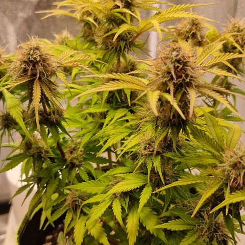 Purple punch  growlog timeline photo