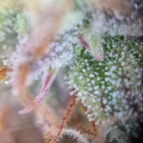 Purple punch  growlog timeline photo
