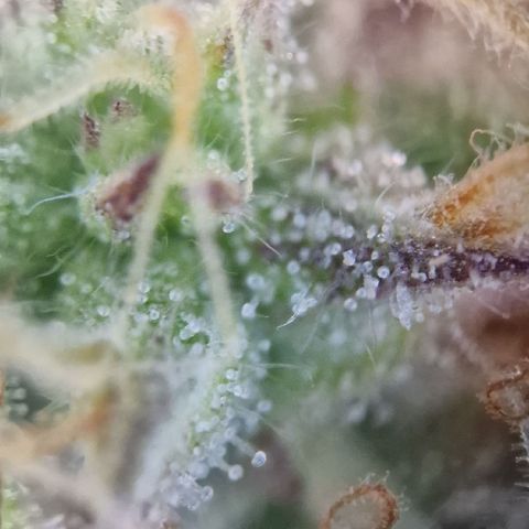 Purple punch  growlog timeline photo