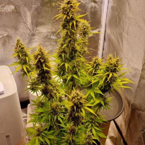 Amnesia haze auto  growlog photo: 2