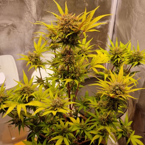 Amnesia haze auto  growlog photo: 1