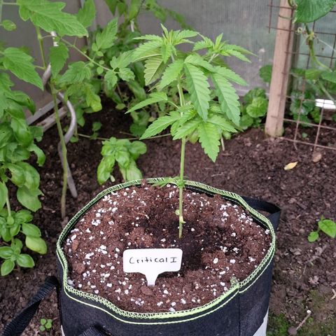 Critical Mass growlog timeline photo