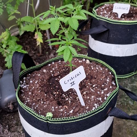 Critical Mass growlog timeline photo