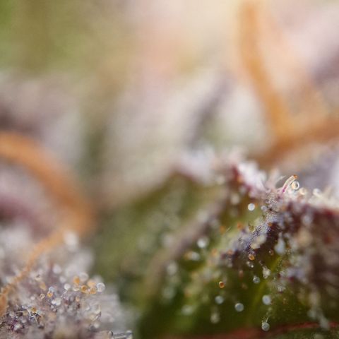 Amnesia haze auto  growlog photo: 1