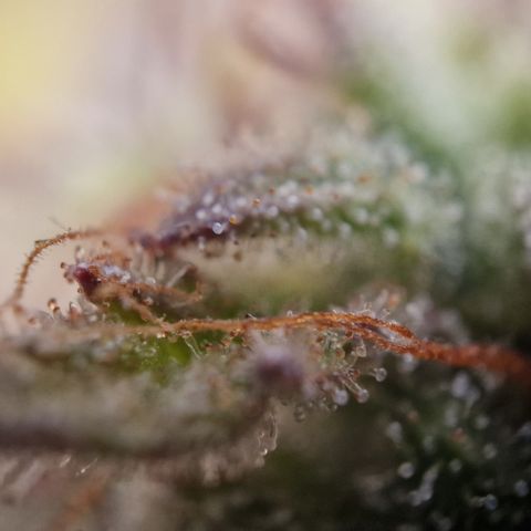 Cookies gelato growlog timeline photo