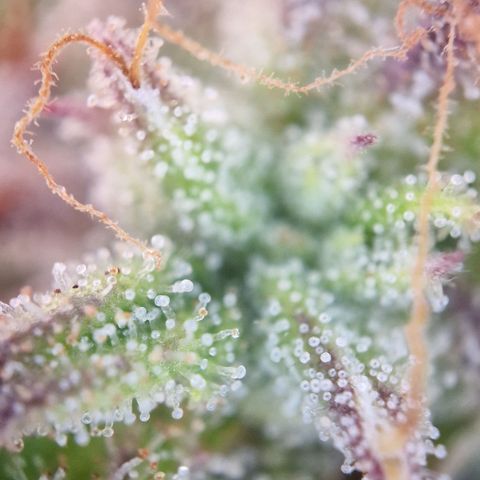 Cookies gelato growlog timeline photo