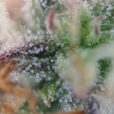 Purple punch  growlog timeline photo