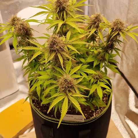 Purple punch  growlog timeline photo