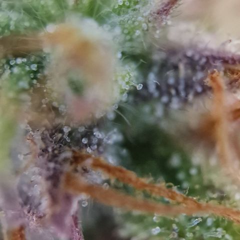 Purple punch  growlog timeline photo