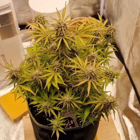 Cookies gelato growlog timeline photo
