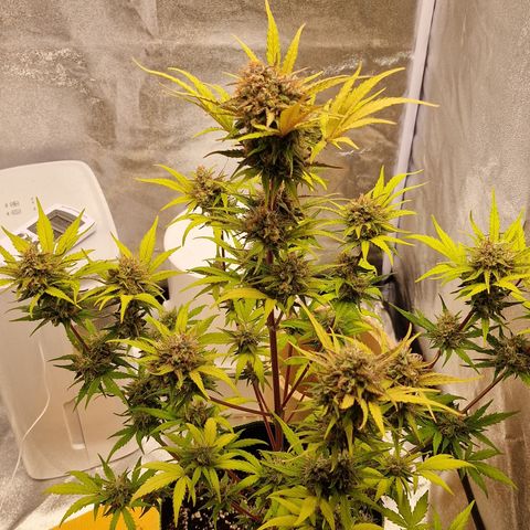 Amnesia haze auto  growlog photo: 1