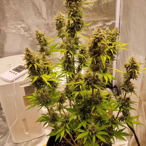 Amnesia haze auto  growlog photo: 2