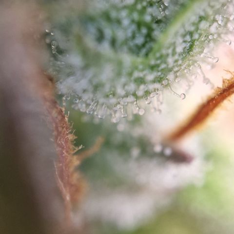 Amnesia haze auto  growlog photo: 2