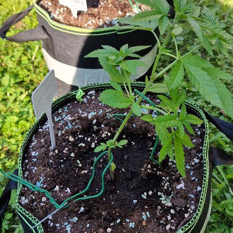 Critical Mass growlog timeline photo