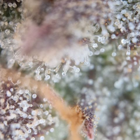 Amnesia haze auto  growlog photo: 1