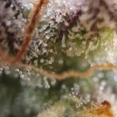 Amnesia haze auto  growlog timeline photo