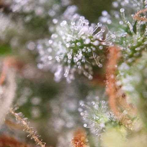 Amnesia haze auto  growlog timeline photo