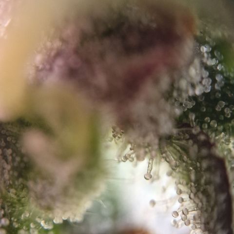 Amnesia haze auto  growlog photo: 2