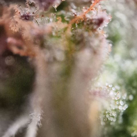 Cookies gelato growlog timeline photo