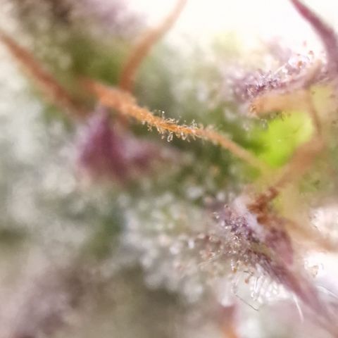 Cookies gelato growlog timeline photo
