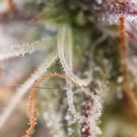 Purple punch  growlog timeline photo