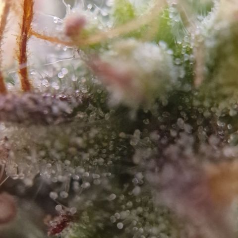 Purple punch  growlog timeline photo