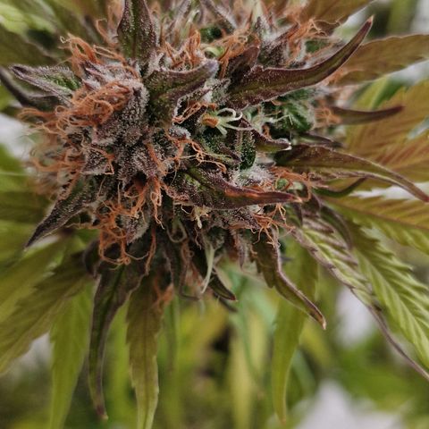 Amnesia haze auto  growlog timeline photo