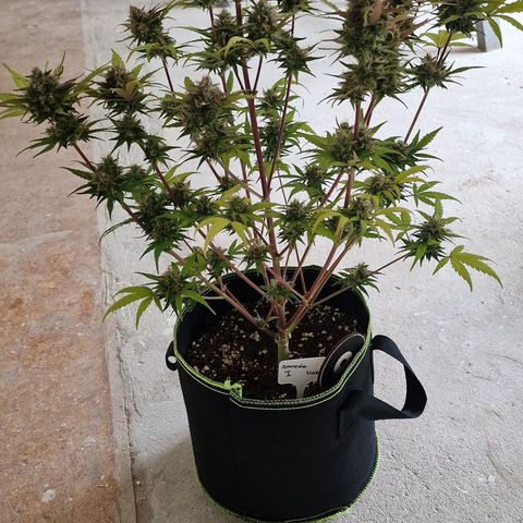 Amnesia haze auto  growlog photo: 1