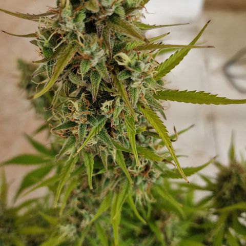 Amnesia haze auto  growlog timeline photo