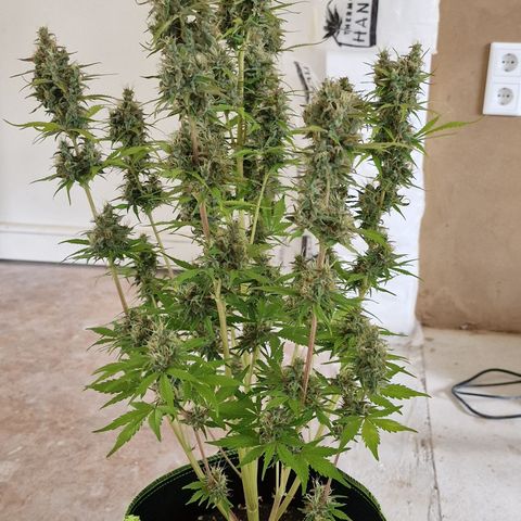 Amnesia haze auto  growlog photo: 2