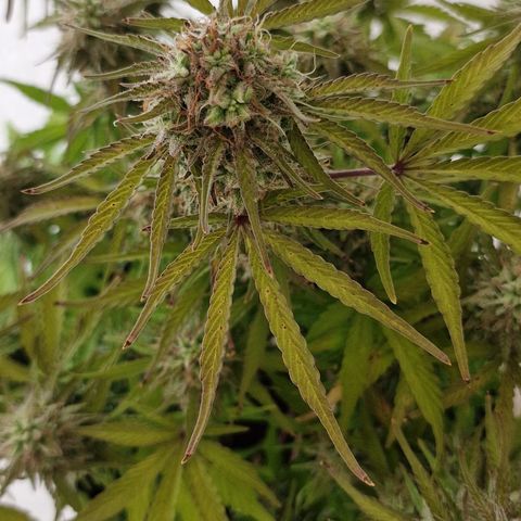 Cookies gelato growlog timeline photo