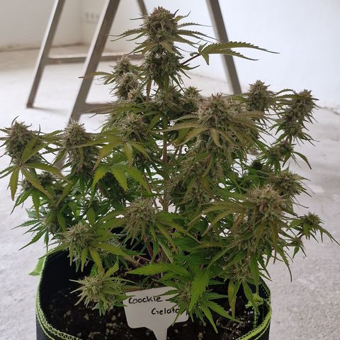 Cookies gelato growlog timeline photo