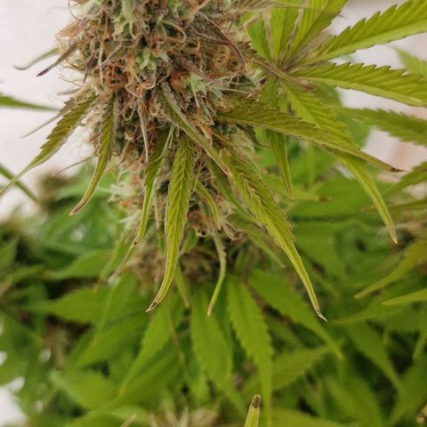 Purple punch  growlog timeline photo
