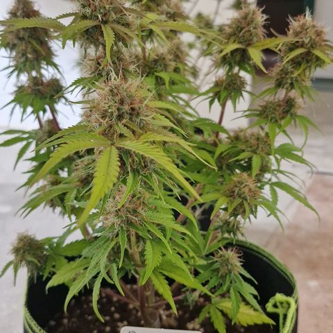 Purple punch  growlog timeline photo