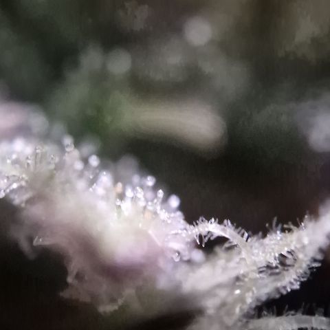 Amnesia haze auto  growlog timeline photo