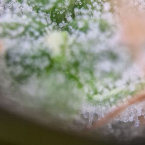 Amnesia haze auto  growlog photo: 2
